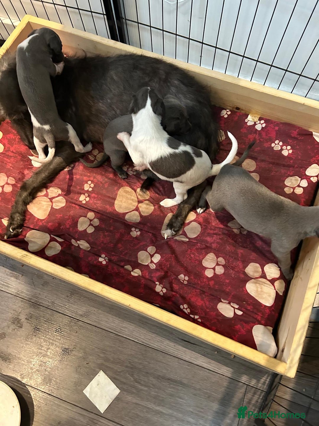 Mixed Breed dogs for sale: Bedlington Whippet puppies  - Image 6