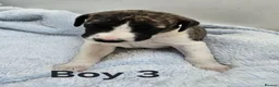 Whippet dogs for sale: KC Registered Whippet puppies - Advert 12