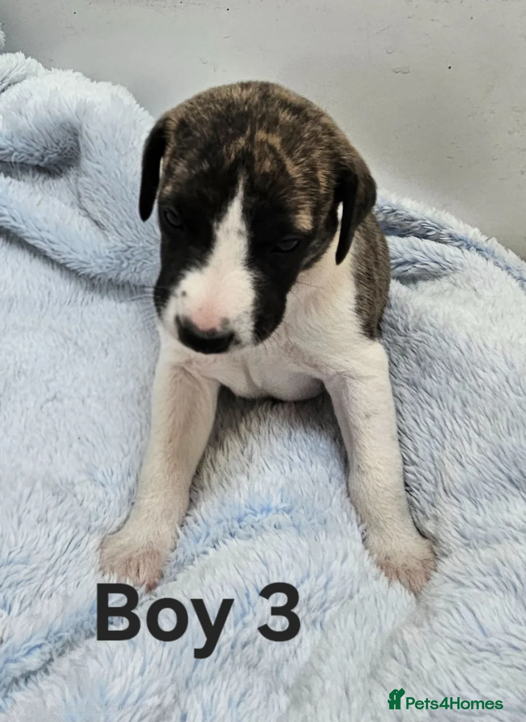 Whippet dogs for sale: KC Registered Whippet puppies - Advert 12