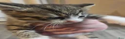 British Shorthair cats for sale: 1 boy tabby and 1 girl more white and abit tabby - Advert 5