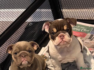 English Bulldog dogs - Advert 32