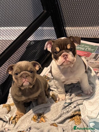 English Bulldog dogs - Advert 4