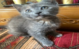 Domestic Shorthair cats for sale: Grey shorthair kitten - Image 3