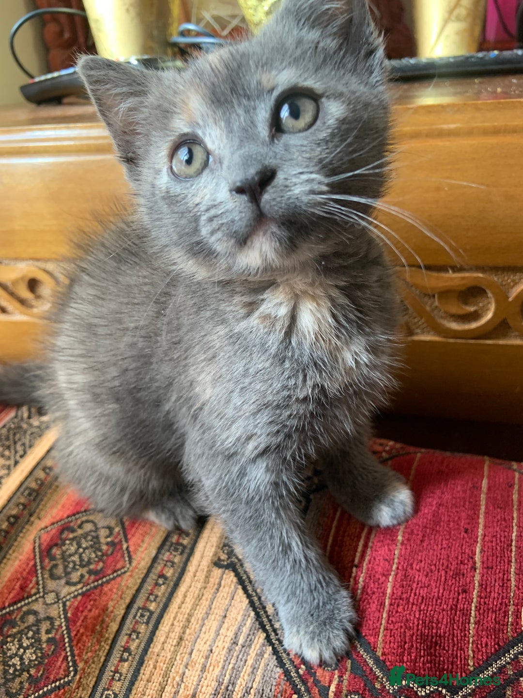Domestic Shorthair cats for sale: Grey shorthair kitten - Image 3