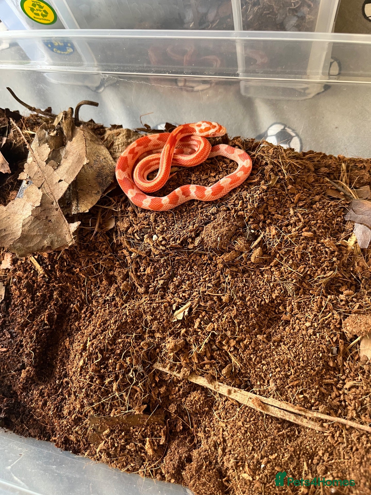 Corn Snake reptiles 4-5 month old baby corn snake for sale  - Advert 12