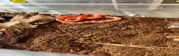 Corn Snake reptiles for sale: 4-5 month old baby corn snake for sale  in Eastbourne - Advert 1