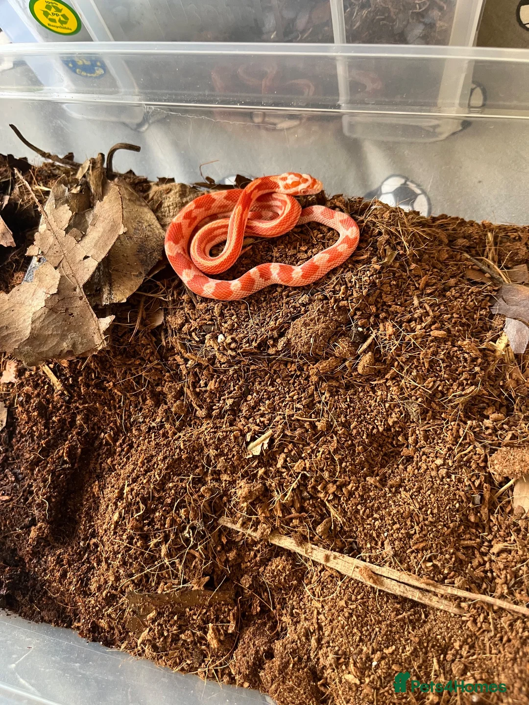 Corn Snake reptiles for sale: 4-5 month old baby corn snake for sale  in Eastbourne - Advert 1
