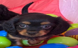 Cavapoo dogs for sale: Cavapoo rare black &tan health tested  - Image 27