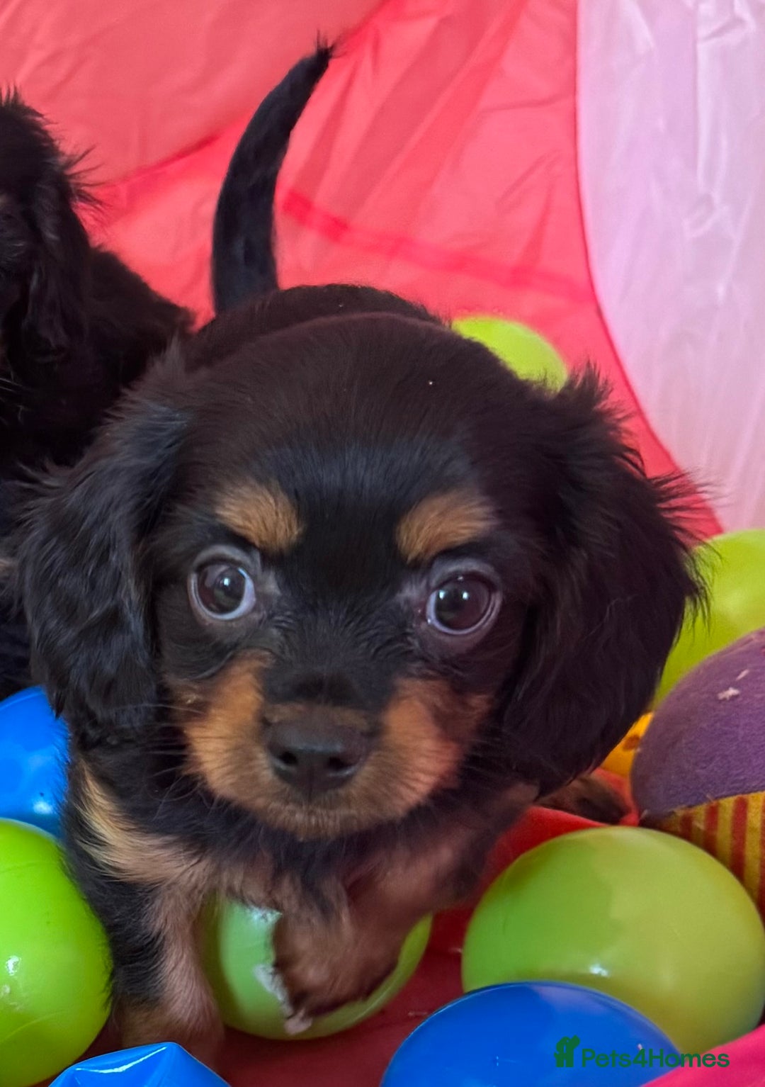 Cavapoo dogs for sale: Cavapoo rare black &tan health tested  - Image 27
