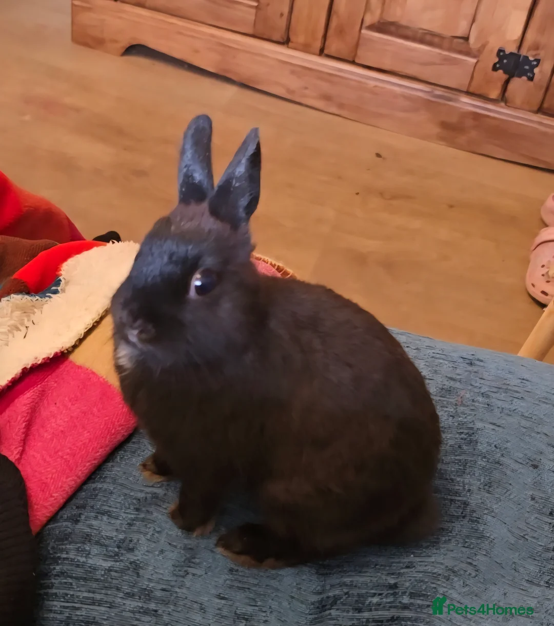 Netherland Dwarf rabbits for sale: Netherland dwalf rabbit  in Doncaster - Advert 2