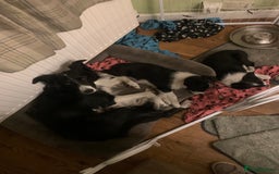 Border Collie dogs for sale: Border Collie Puppies - Image 10
