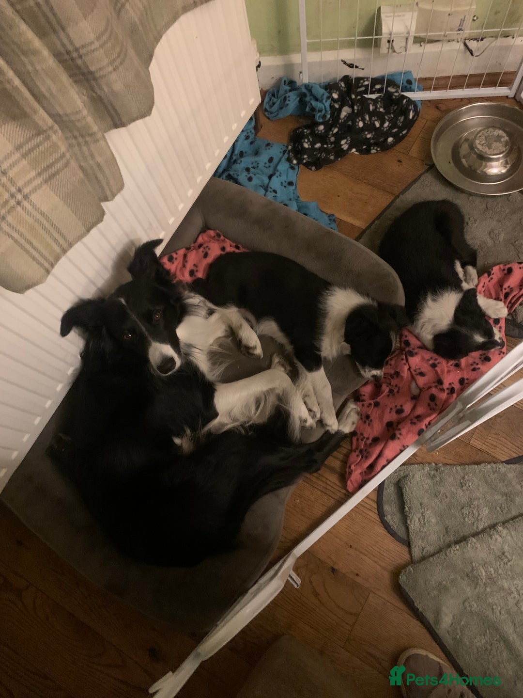 Border Collie dogs for sale: Border Collie Puppies - Image 10
