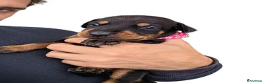 Dobermann 1