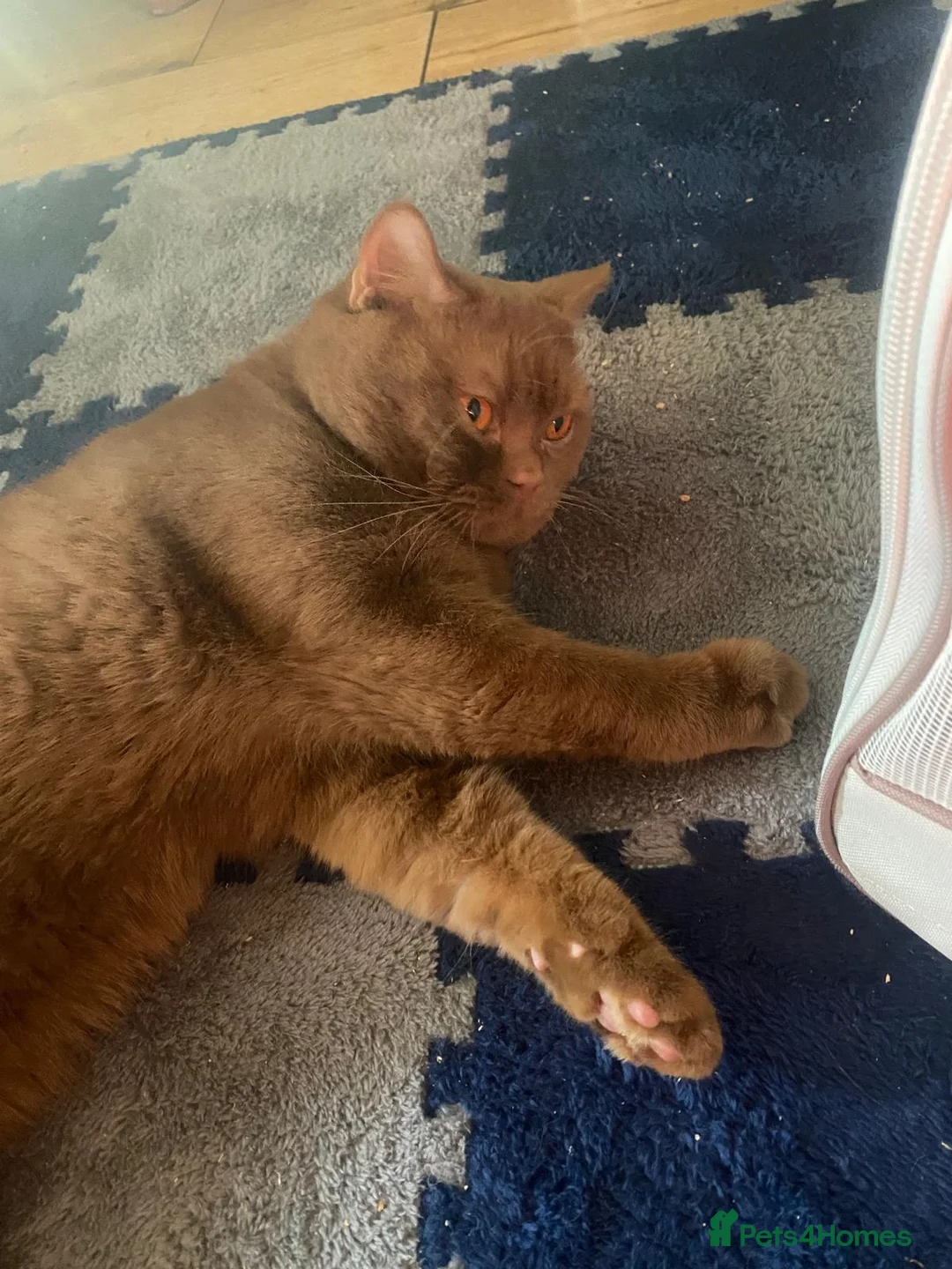 British Shorthair cats for sale: British Shorthair Kittens for Sale in Romford - Advert 2