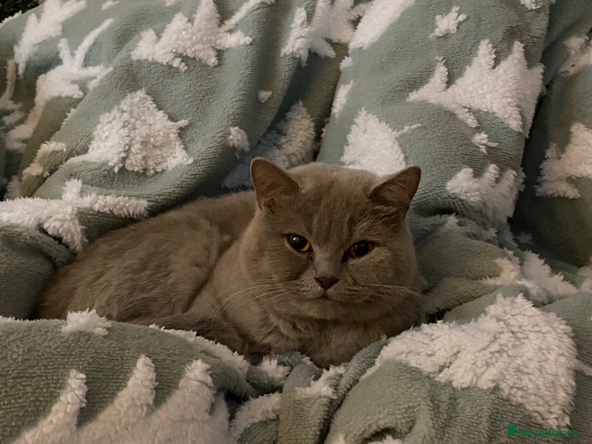 British Shorthair cats Beautiful British Shorthair looking for 5* home - Advert 1