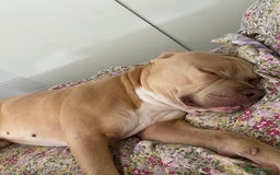 Mixed Breed dogs for sale: American bull dog mix - Image 4