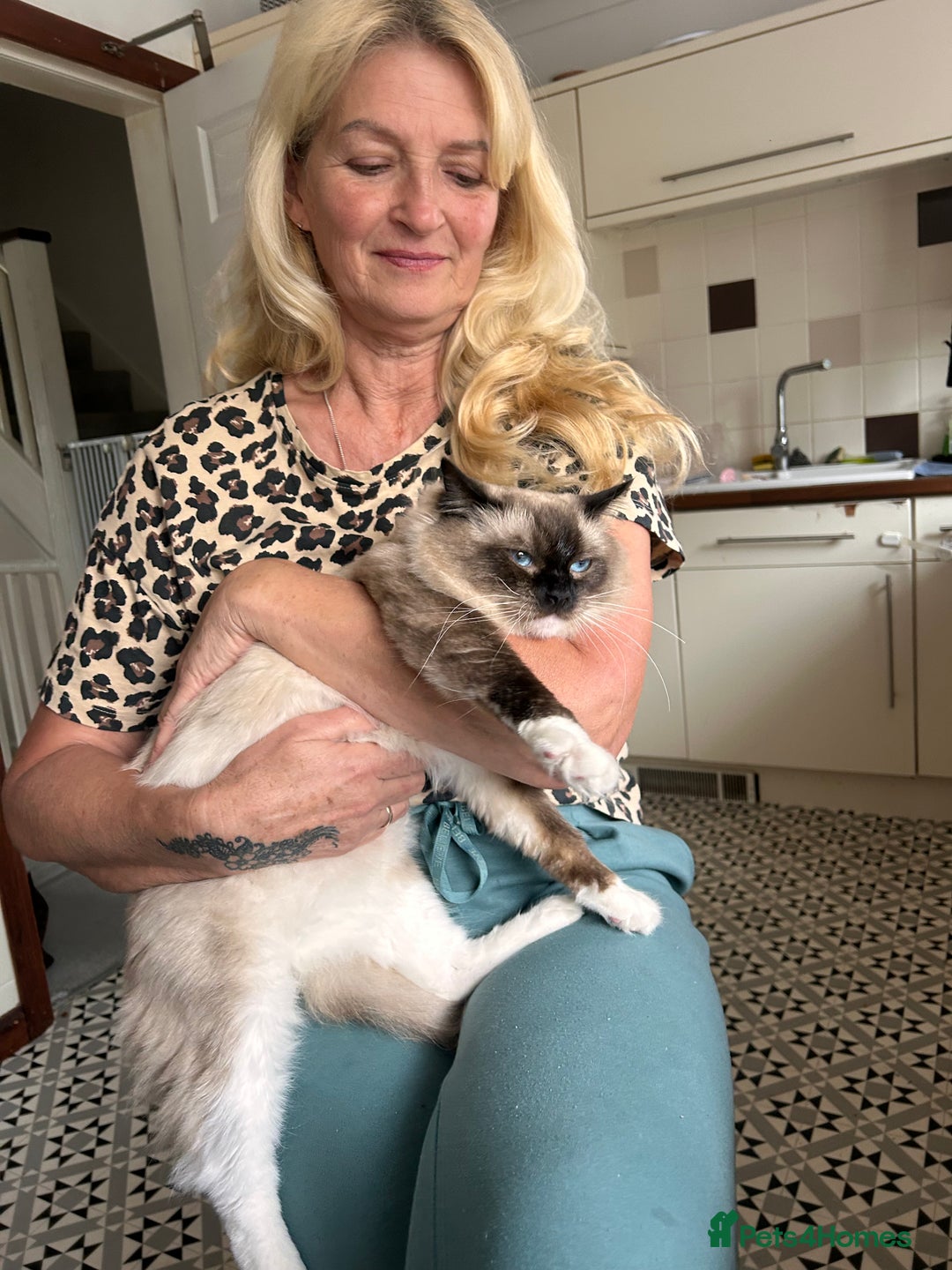 Ragdoll cats for sale: Christmas Ragdoll kitten dolls available  - Image 2