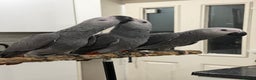 Parrots birds for sale: Super tame baby African greys available  - Advert 2