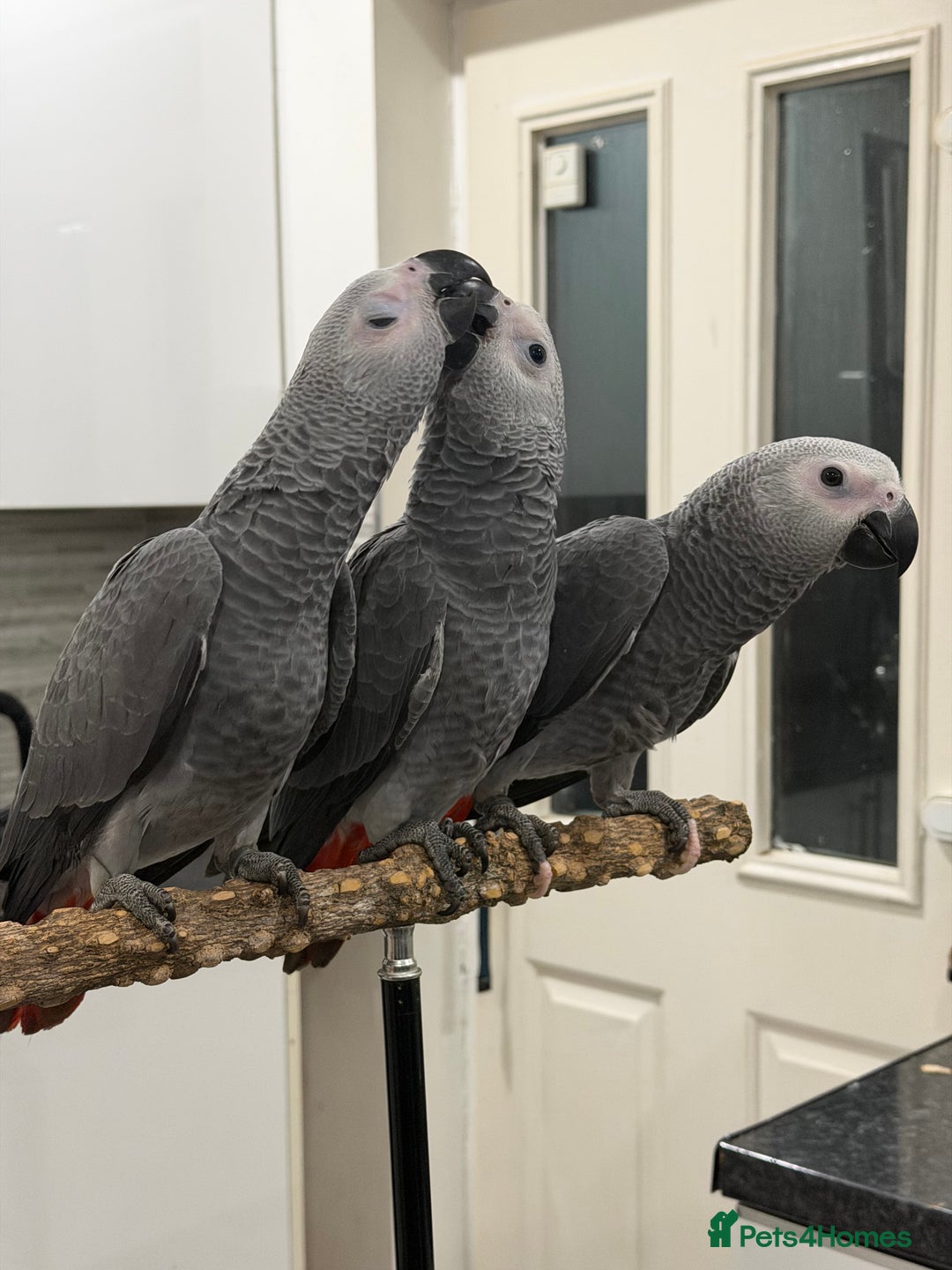 Parrots birds for sale: Super tame baby African greys available  - Advert 2