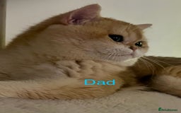 British Shorthair cats for sale: 💕Rare Show Quality Golden BRI ny12 Girl 💕 - Image 7