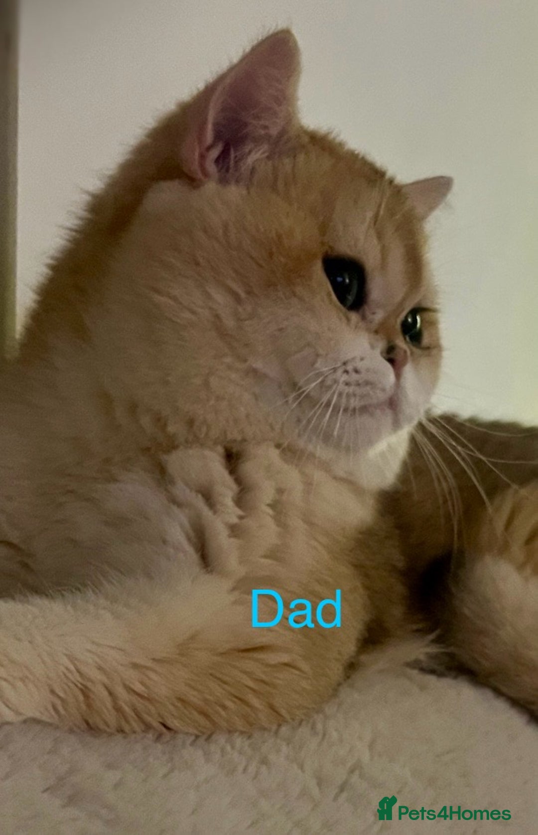 British Shorthair cats for sale: 💕Rare Show Quality Golden BRI ny12 Girl 💕 - Image 7