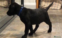 Labrador Retriever dogs for sale: Labrador Puppies for Sale - ready 28th September - Image 9