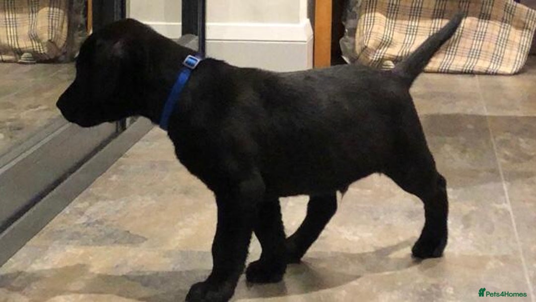 Labrador Retriever dogs for sale: Labrador Puppies for Sale - ready 28th September - Image 9