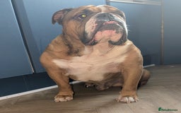 English Bulldog dogs for sale: Bulldog Boy Looking for New Home - Image 3