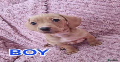 Dachshund dogs - Advert 4