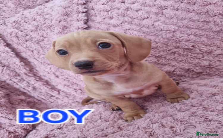 Dachshund dogs - Advert 3