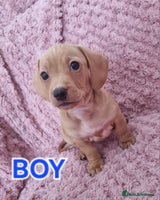 Dachshund dogs - Advert 11