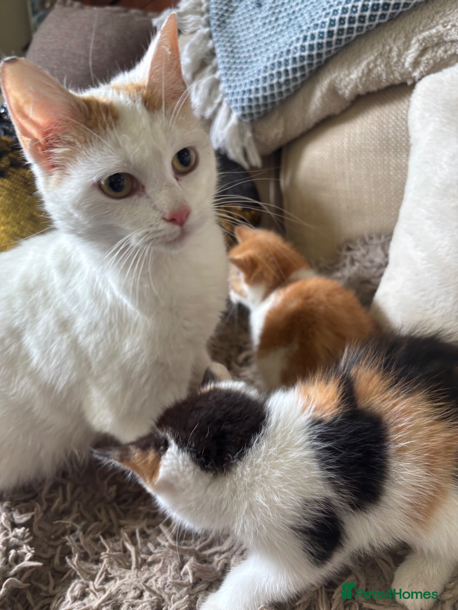 Mixed Breed cats 2 gorgeous kittens!! - Advert 8