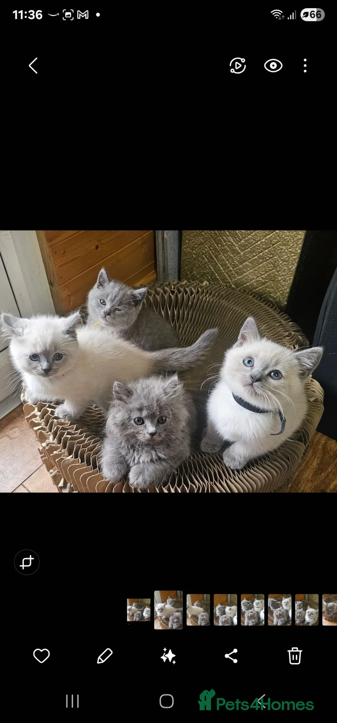 British Shorthair cats for sale: Colourpont bsh - Advert 2