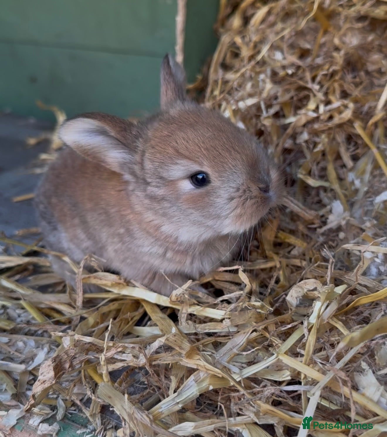 Continental Giant rabbits 6 x Continental X French lop Giants 🐰 Mixed Sexes - Advert 1