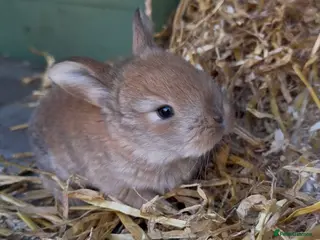 Continental Giant rabbits for sale: 5 x Continental X French lop Giants đ° Mixed Sexes - Advert 1