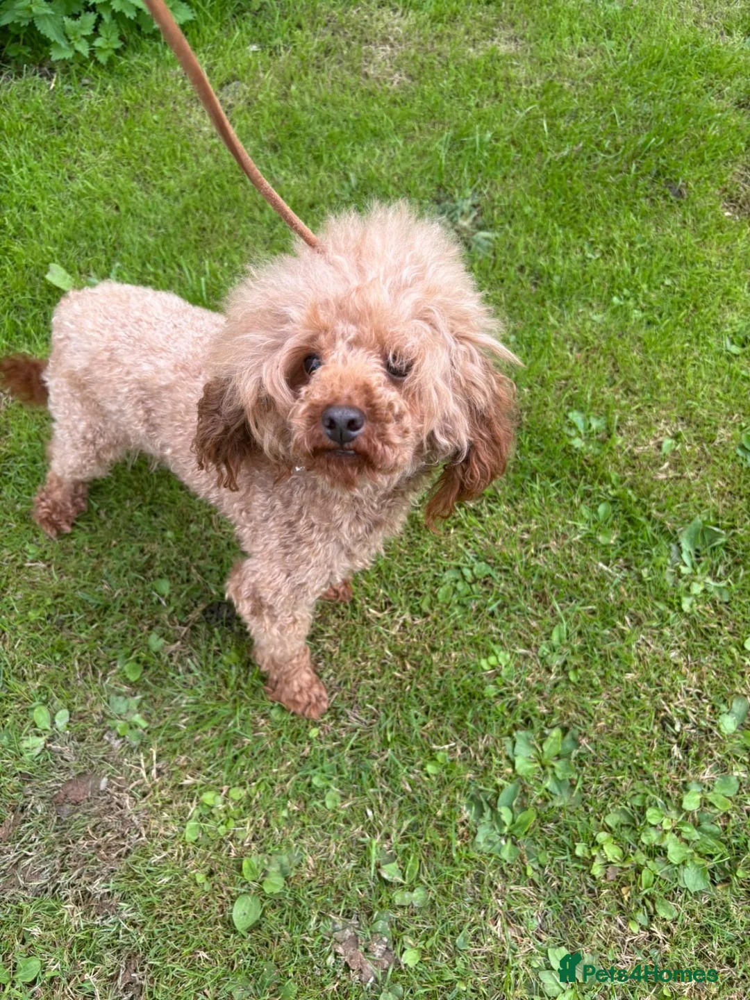 Toy Poodle dogs for stud: Toy poodle for stud proven  - Advert 2