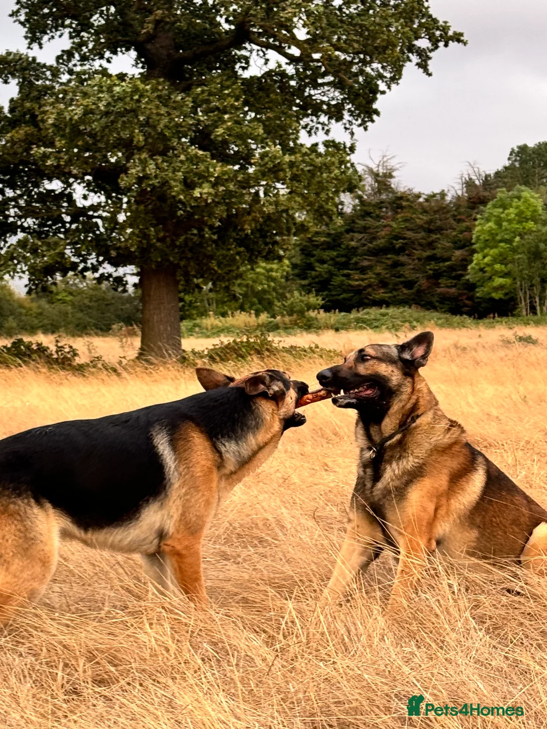 German Shepherd dogs for stud: PROVEN BIG BONED GERMAN SHEPHERD FOR STUD  in Romford - Advert 33