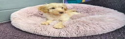 Cockapoo dogs for sale: Generation cockerpoo puppies ready now  - Advert 6