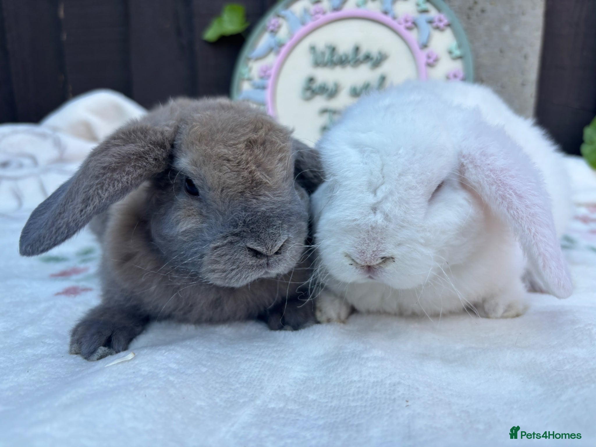 Mini Lop rabbits Mini Plush Lops. Ready to leave  - Advert 22
