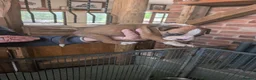 Boxer dogs for sale: Flashy litter of KC registered boxer puppies  - Advert 14