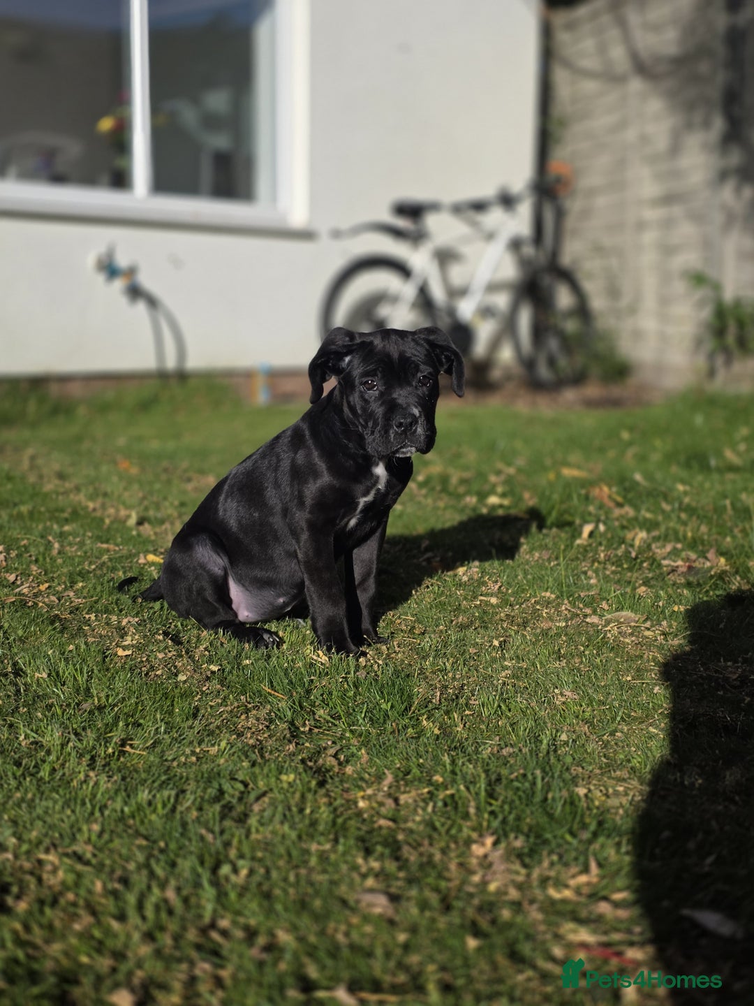 Cane Corso dogs for sale: Beautiful chunky girl  - Image 4