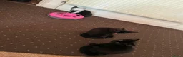 Mixed Breed cats for sale: 2 kittens male waiting to be loved - Advert 7