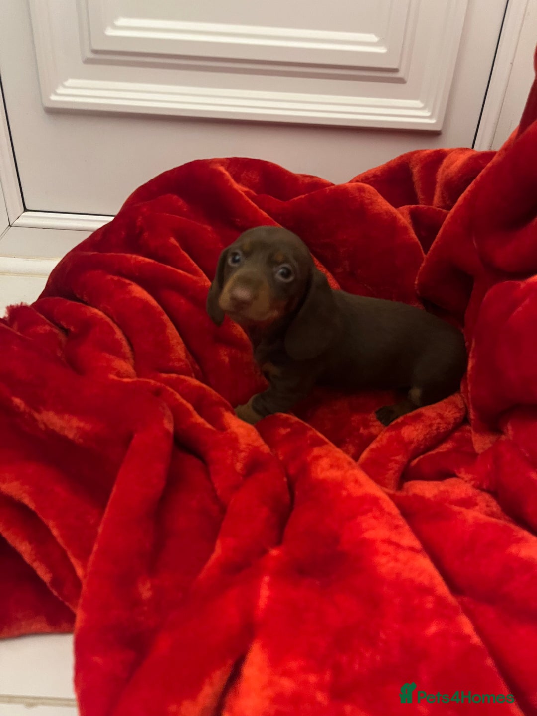 Dachshund dogs for sale: Dachshund  puppies  - Advert 18