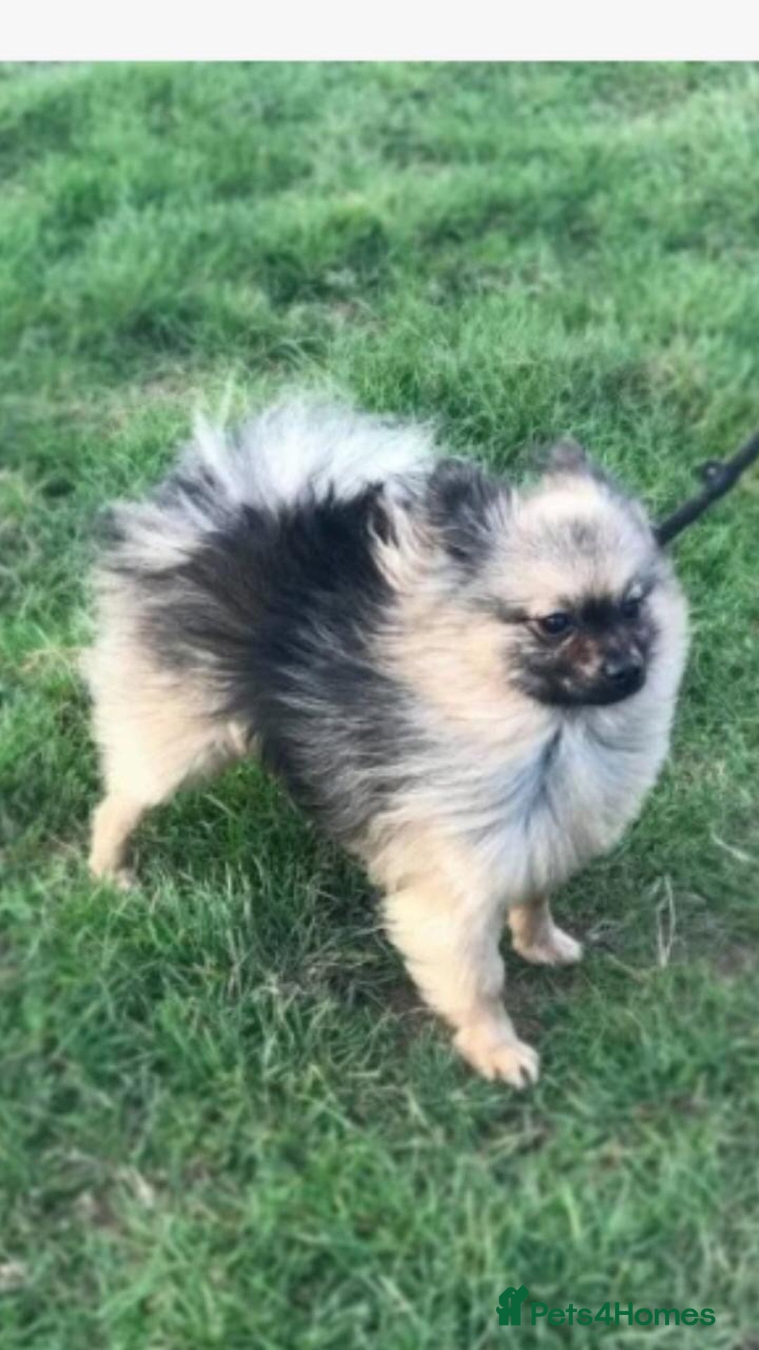 Pomeranian dogs for sale: Pomeranian puppy for sale  - Image 4