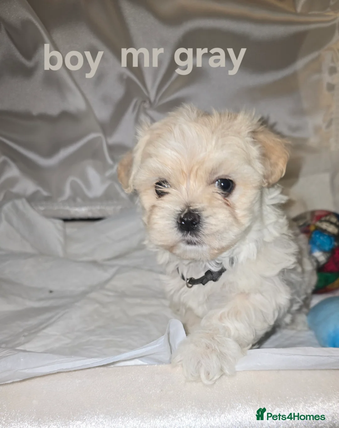 Maltipoo dogs for sale: Toy Maltipoo baby's  - Advert 2