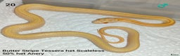 Corn Snake reptiles for sale: 2025 Scaleless cornsnakes  - Advert 4