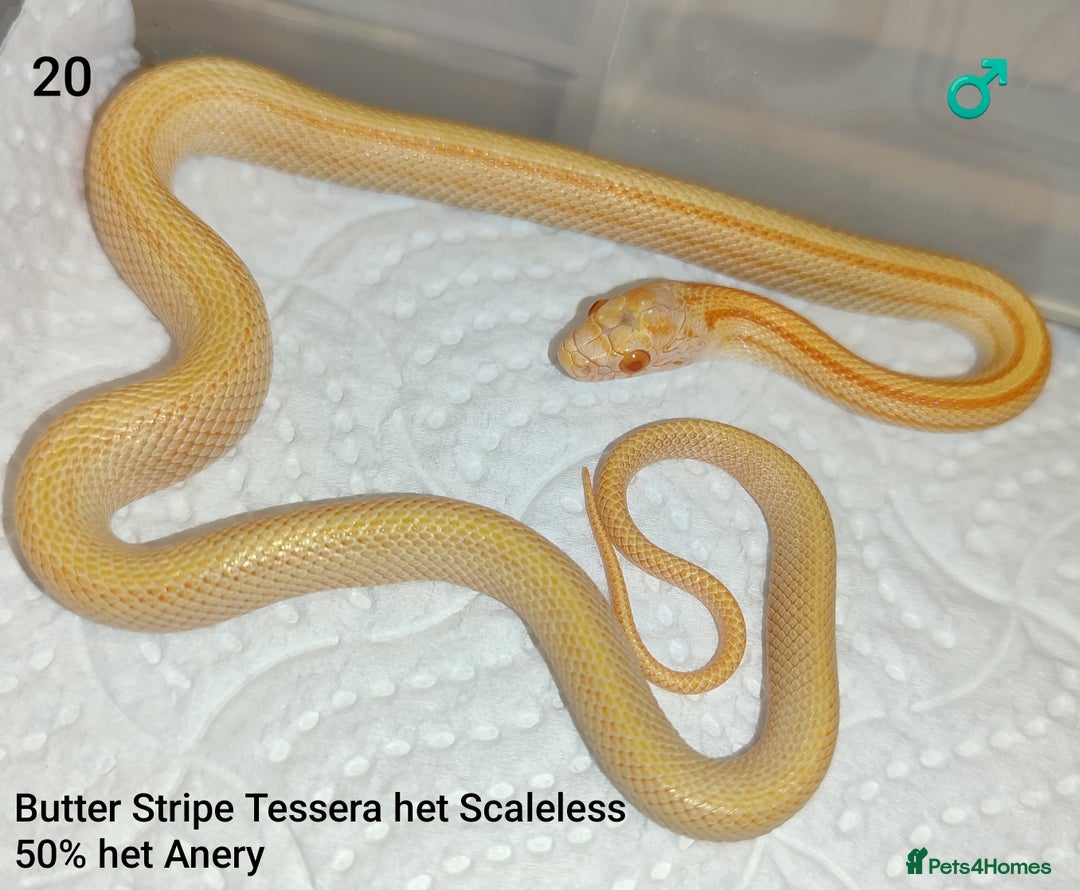 Corn Snake reptiles for sale: 2025 Scaleless cornsnakes  - Advert 4