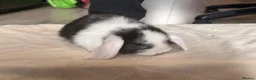 Mini Lop rabbits for sale: Pure mini lops  in Cardiff - Advert 6