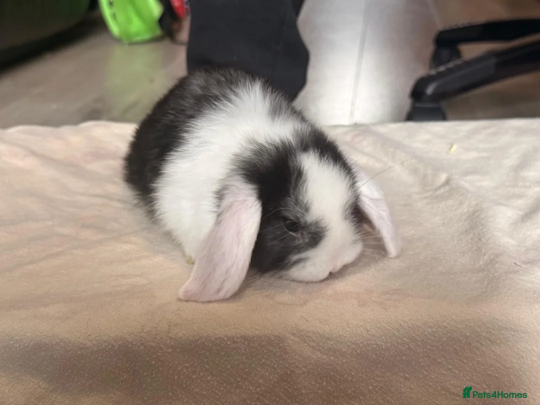Mini Lop rabbits for sale: Pure mini lops  in Cardiff - Advert 6