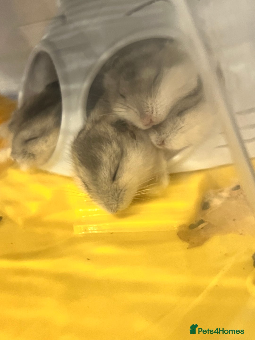 Hamster rodents for sale: Dwarf hamsters for sale 🙂 - Advert 13